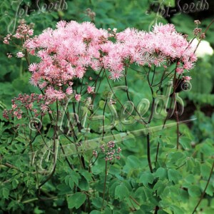 Thalictrum aquilegiifolium (Meadow Rue)