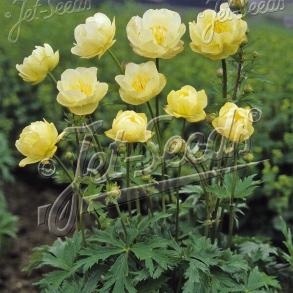Trollius x cultorum ‘New Moon’ (Globeflower)