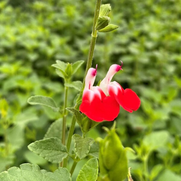 Salvia microphylla ‘Hot Lips’ (Sage) - Image 2