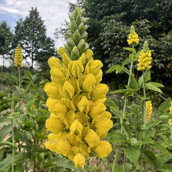 Thermopsis villosa (Carolina Lupine)