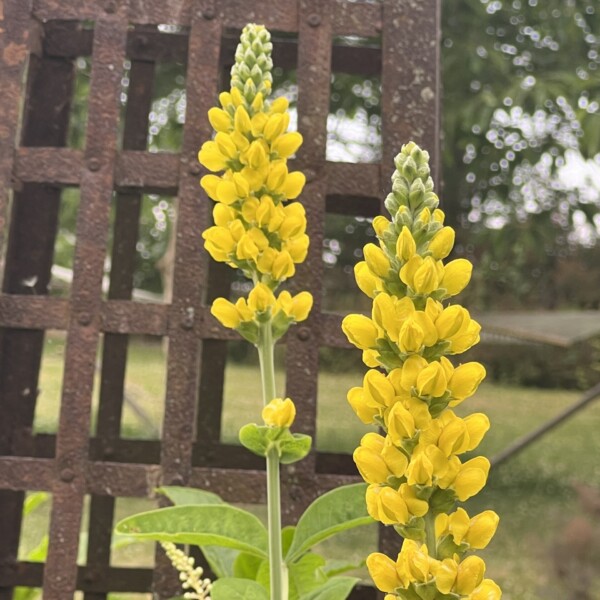Thermopsis villosa (Carolina Lupine) - Image 2