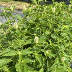 Agastache rugosa f. albiflora (White Anise Hyssop)