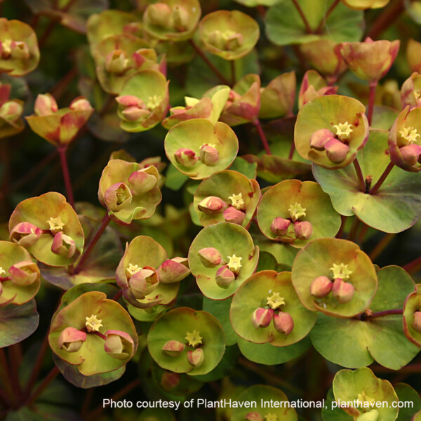 Euphorbia x Blackbird ‘Nothowlee’ (Spurge) - Image 3