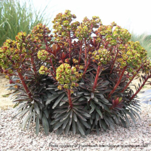 Euphorbia x Blackbird ‘Nothowlee’ (Spurge)