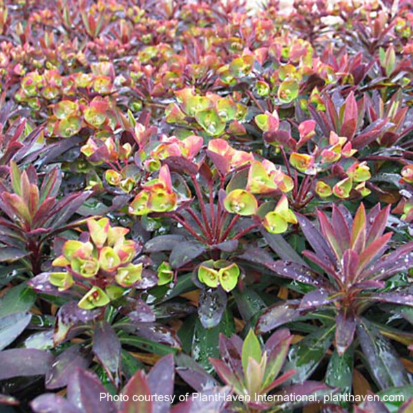 Euphorbia x Blackbird ‘Nothowlee’ (Spurge) - Image 2