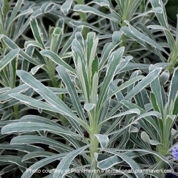 Euphorbia characias ‘Glacier Blue’ (Spurge) - Image 2