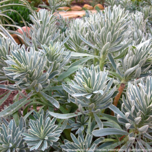 Euphorbia characias ‘Glacier Blue’ (Spurge)