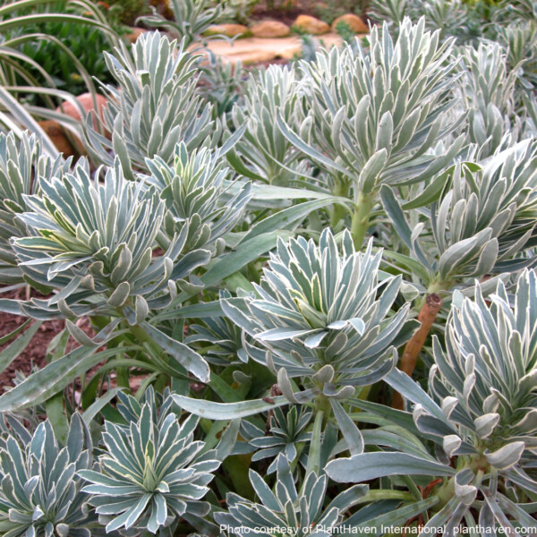 Euphorbia characias ‘Glacier Blue’ (Spurge)