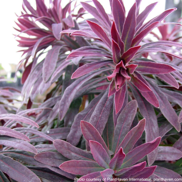 Euphorbia amygdaloides Ruby Glow ‘Waleuphglo’ (Spurge) - Image 3