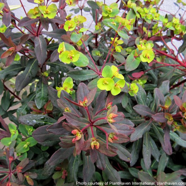 Euphorbia amygdaloides Ruby Glow ‘Waleuphglo’ (Spurge) - Image 2