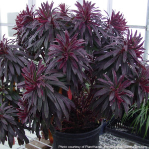 Euphorbia amygdaloides Ruby Glow ‘Waleuphglo’ (Spurge)