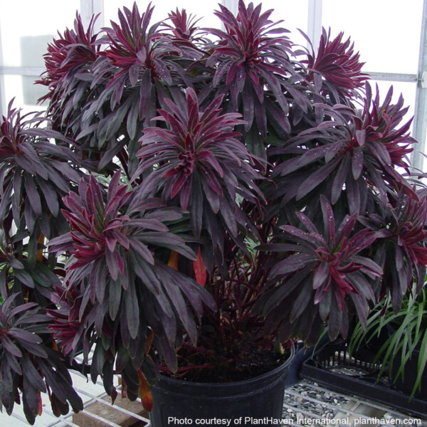 Euphorbia amygdaloides Ruby Glow ‘Waleuphglo’ (Spurge)