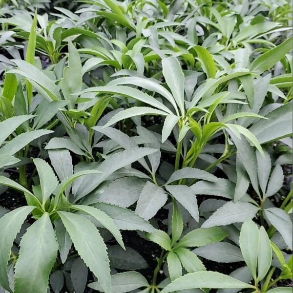 Helleborus foetidus (Stinking Hellebore)