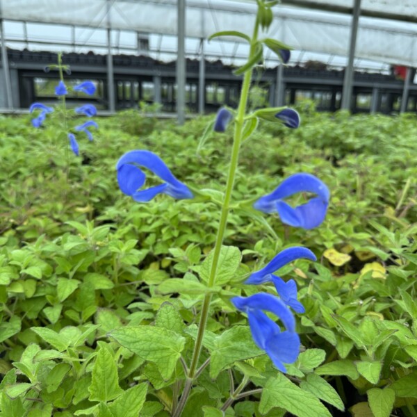Salvia patens ‘Blue Angel’ (Gentian Sage)