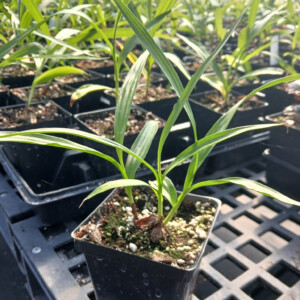 Bletilla striata Alba (Chinese Ground Orchid)