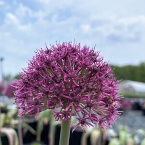 Allium x Ostara (Ornamental Onion)