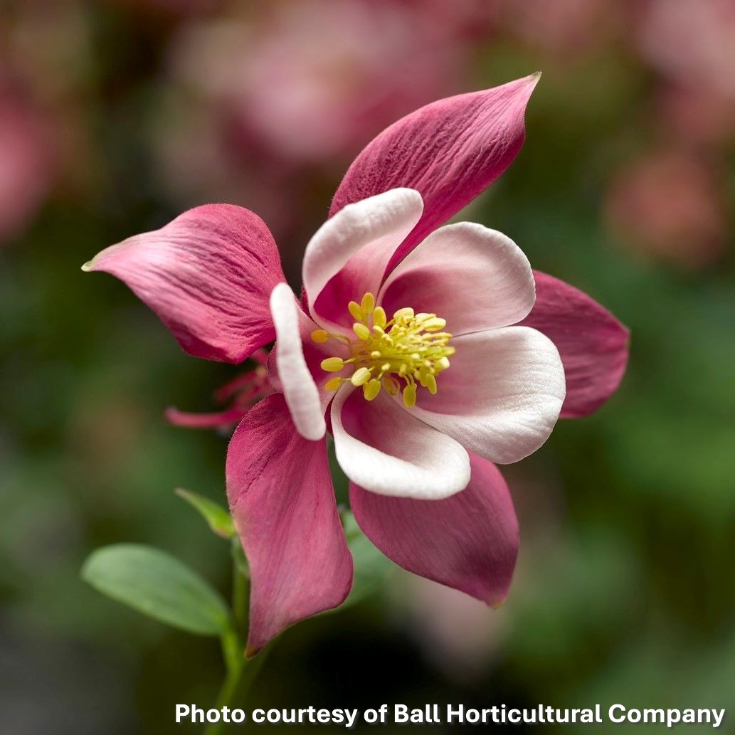 Aquilegia caerulea Kirigami Rose Pink (Columbine)