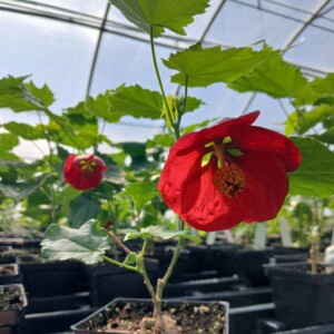 Abutilon x Voodoo (Flowering Maple)