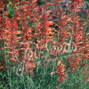 Agastache rupestris (Sunset Hyssop)