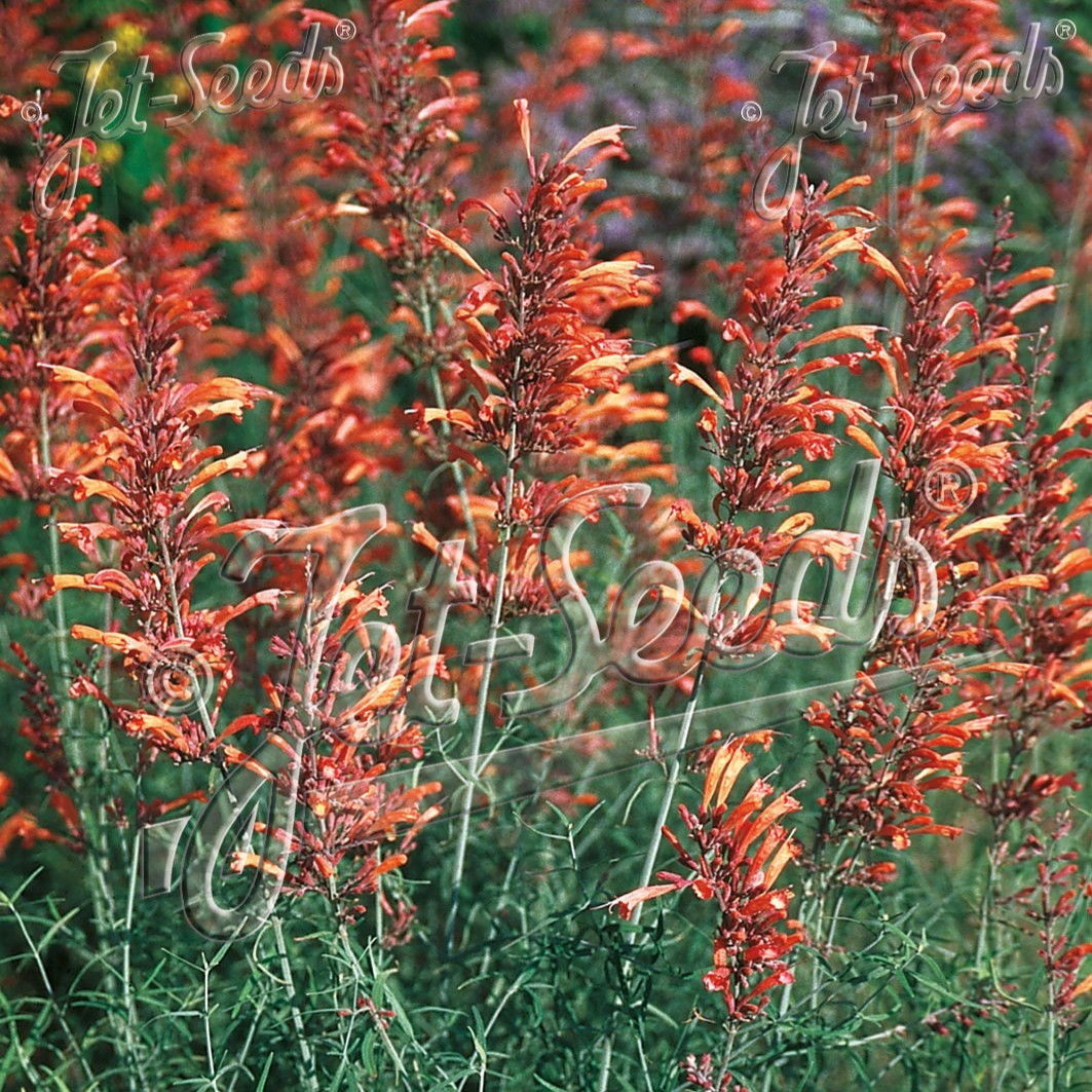 Agastache rupestris (Sunset Hyssop)