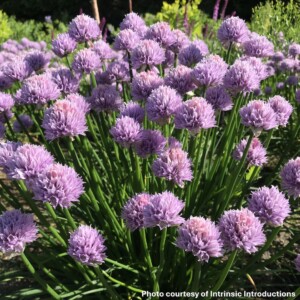 Allium x Chivette (Chive)