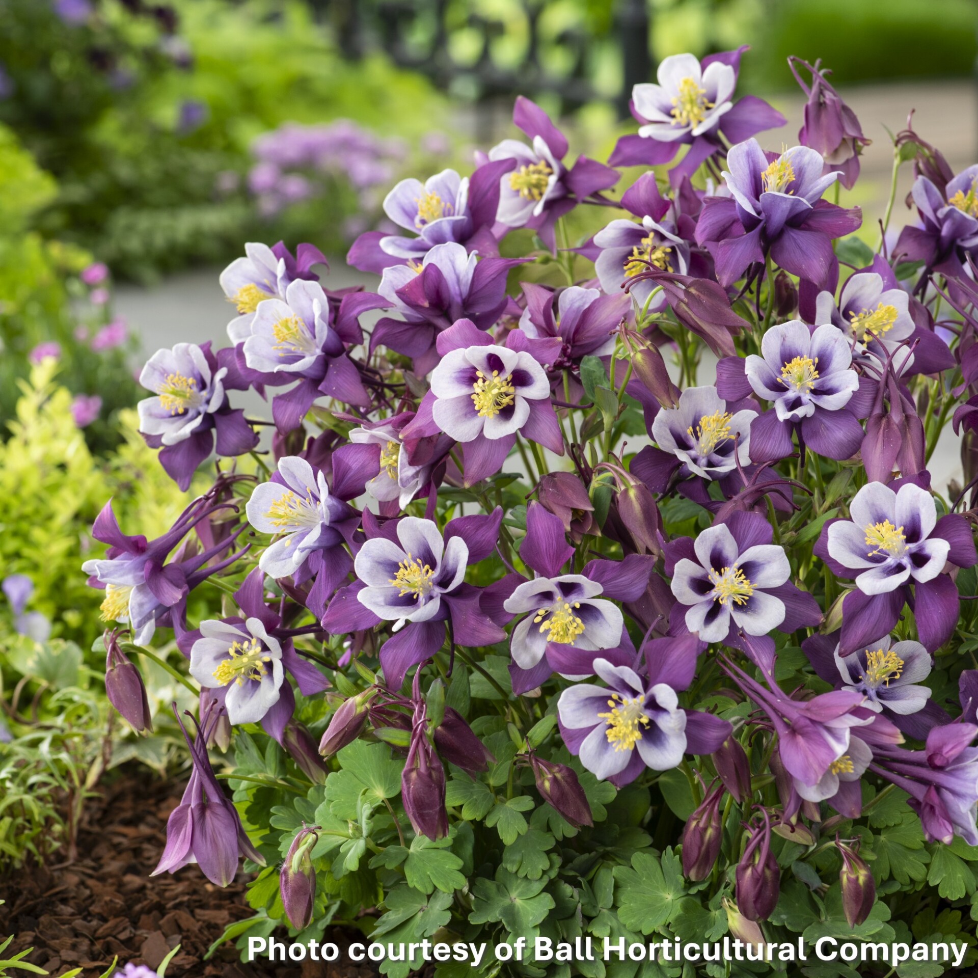 Aquilegia x Earlybird™ Purple White (Columbine)