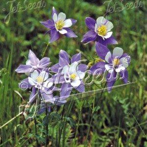 Aquilegia caerulea (Rocky Mountain Blue Columbine)