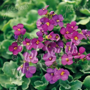 Arabis caucasica Little Treasure deep rose (Rock Cress)