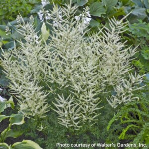 Aruncus x Fairy Hair (Goat's Beard)