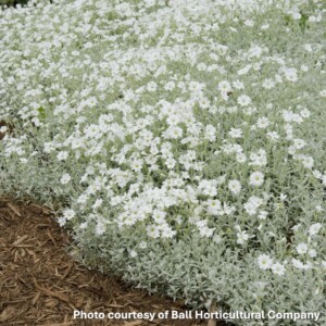 Cerastium tomentosum Yo Yo (Snow In Summer)
