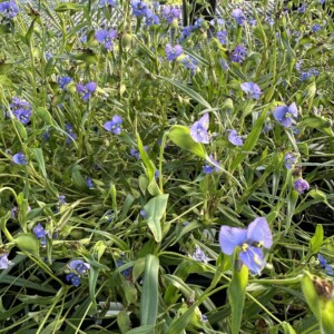 Commelina dianthifolia (Birdbill Dayflower)