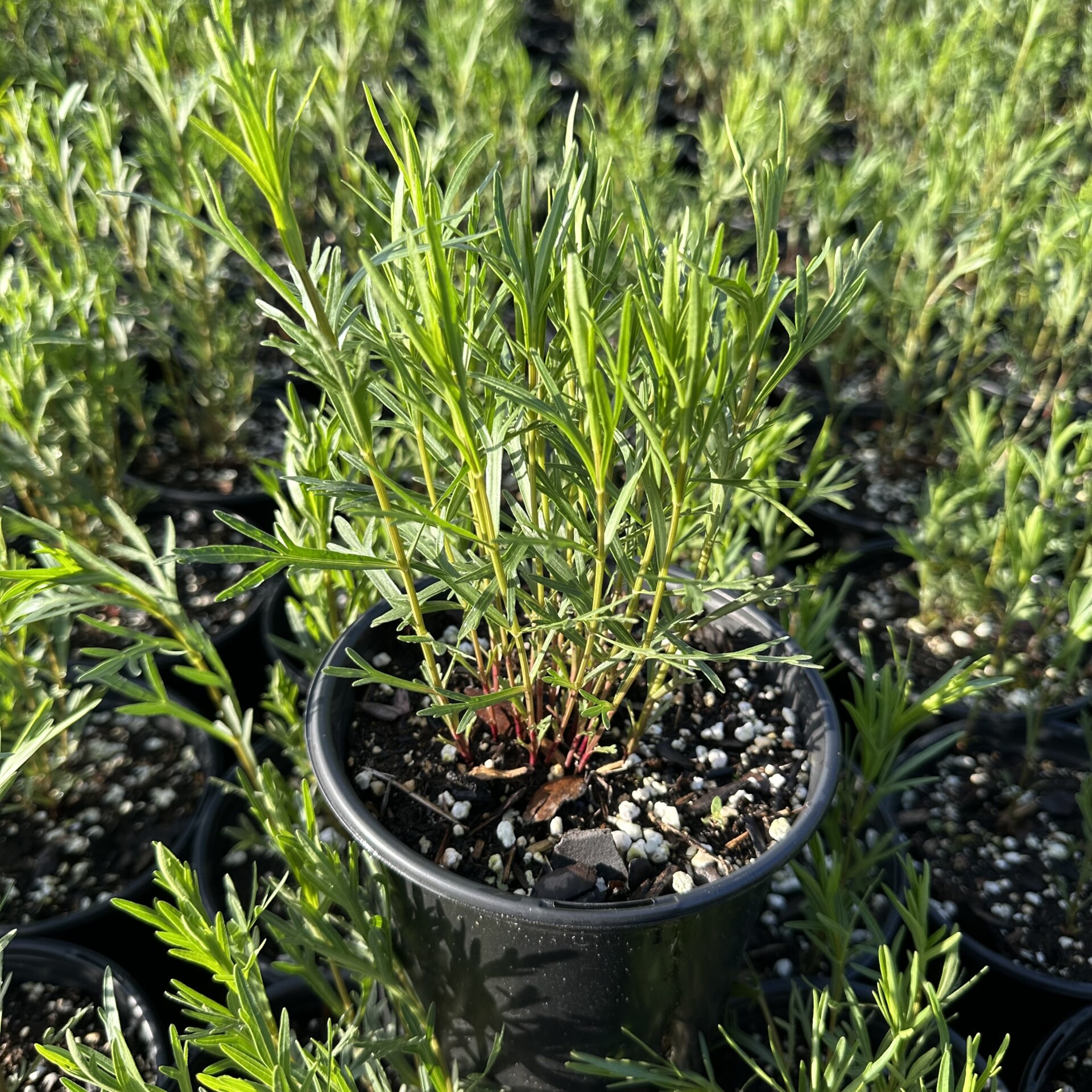 Coreopsis palmata (Prairie Coreopsis)