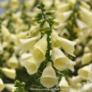 Digitalis x Arctic Fox Lemon Cream (Foxglove)