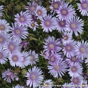 Delosperma x Lavender Ice (Ice Plant)