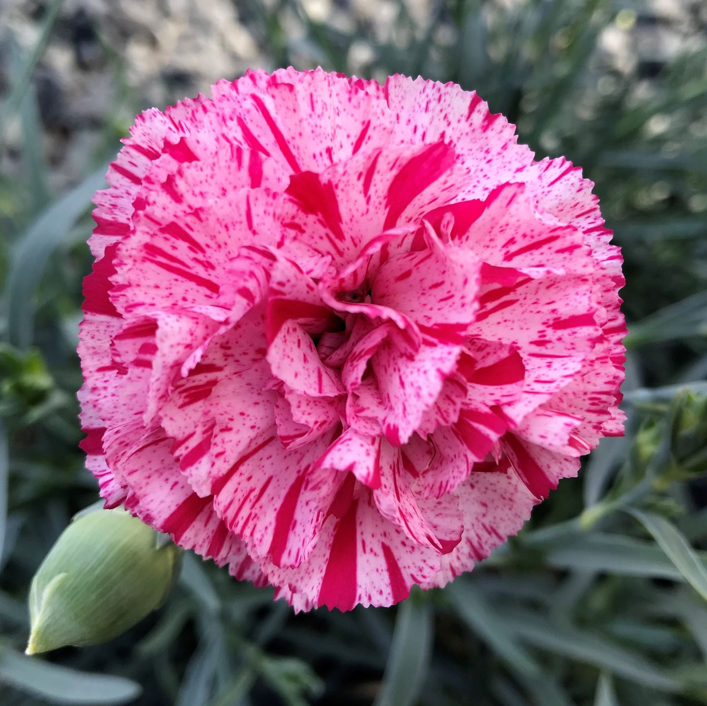 Dianthus x Pinball Wizard (Cheddar Pink)
