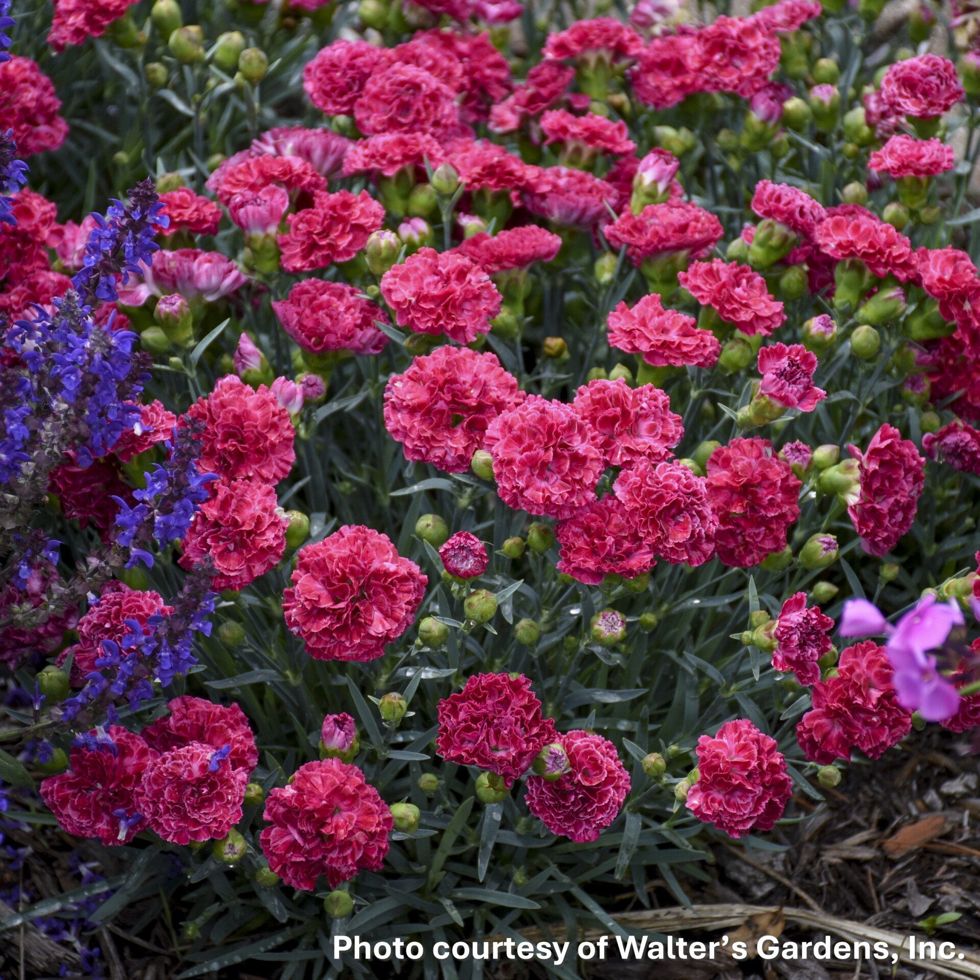 Dianthus x Fruit Punch® Raspberry Ruffles (Cheddar Pink) - Image 2