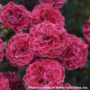 Dianthus x Fruit Punch® Raspberry Ruffles (Cheddar Pink)