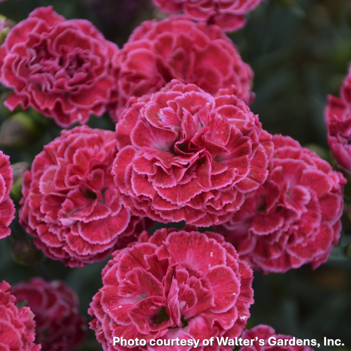 Dianthus x Fruit Punch® Raspberry Ruffles (Cheddar Pink)