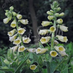 Digitalis grandiflora Creme Belle (Foxglove)