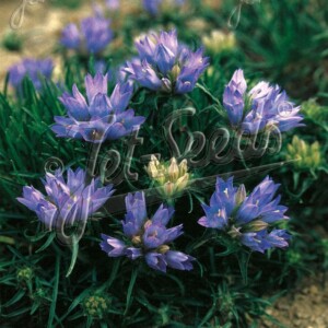 Edraianthus gramifolius (Grassy Bells)