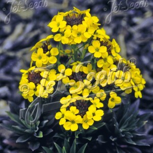 Erysimum x Canaries Yellow (Wallflower)