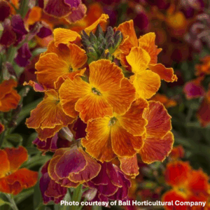 Erysimum x Erysistible Fire (Wallflower)