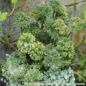 Farfugium japonicum Wavy Gravy (Leopard Plant)