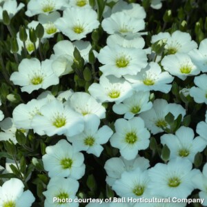 Arenaria montana Blizzard Compact (Sandwort)