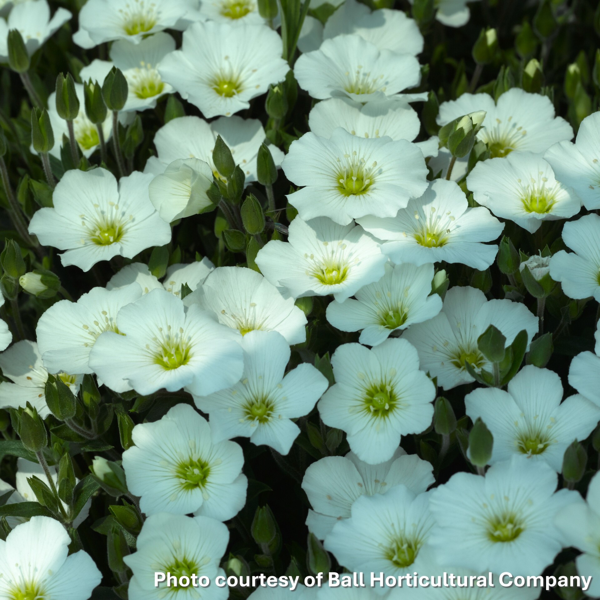 Arenaria montana Blizzard Compact (Sandwort)