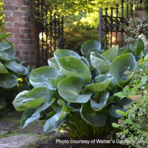Hosta x Abiqua Drinking Gourd