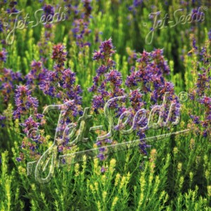 Hyssopus officinalis ssp aristatus (Rock Hyssop)