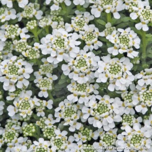 Iberis sp. Snowflake (Candytuft)