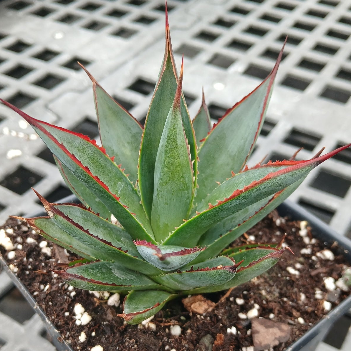 Agave x Blue Glow (Century Plant)