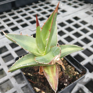 Agave kerchovei Huajuapan Red (Kerchove's Agave)